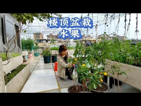 頂樓種樹風水|【住宅高樓種什麼樹風水好】樓頂適合種什麼樹風水 